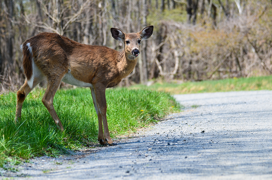 Hitting a Deer - How to Prevent It and What to Do If You Can't